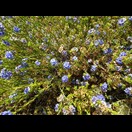 Halgania cyanea